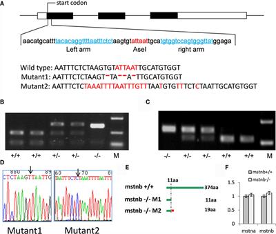 Depletion of Myostatin b Promotes Somatic Growth and Lipid Metabolism in Zebrafish